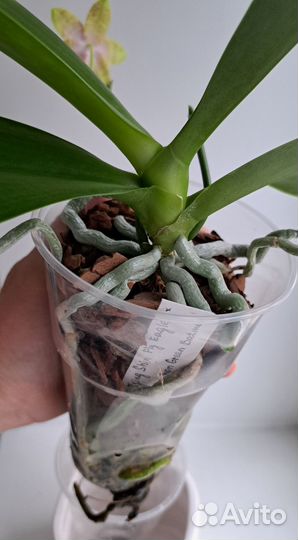 Орхидея фаленопсис