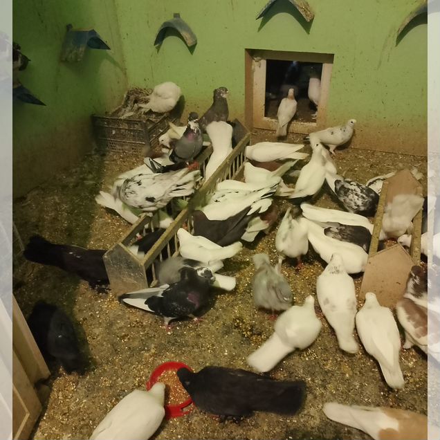 Голуби разные