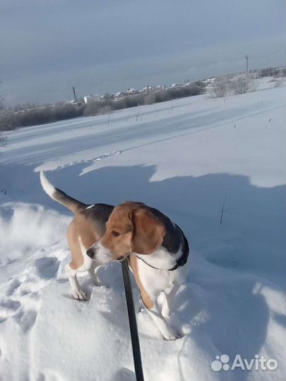 Эстонская гончая для вязки, кобель