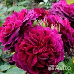 Английская роза Дарк Леди двухлетние саженцы