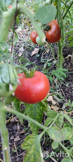 Помидоры свежие домашние