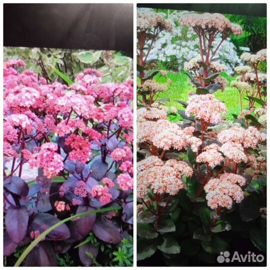 Растения для сада