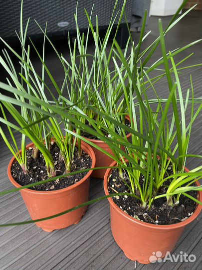 Зефирантес с бутонами