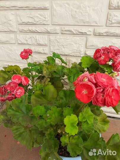 Герань розебудная