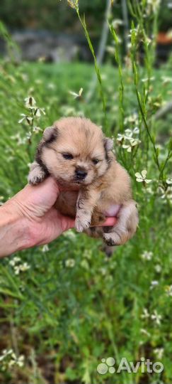 Померанский шпиц мальчик