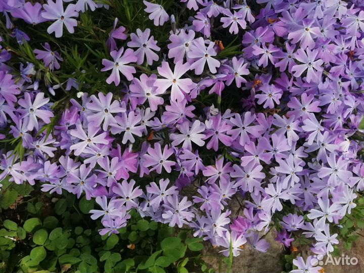 Очиток, мак садовый, ирисы королевские, флокс