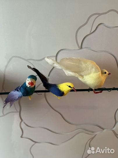 Декоративные птицы