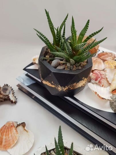 Флорариум суккуленты в гипсовых кашпо