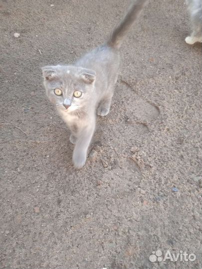 Отдам котят