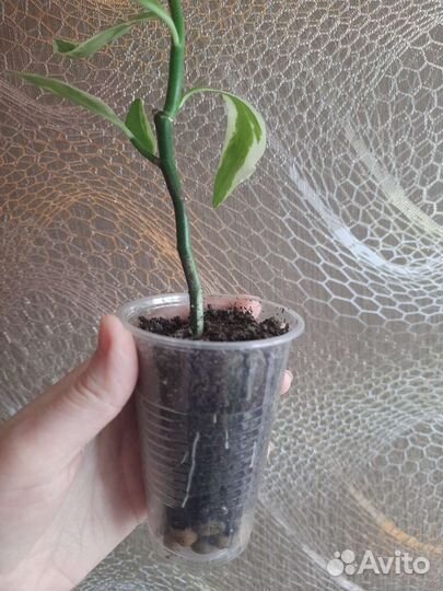 Педилантус