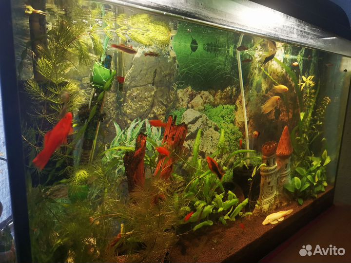 Аквариум