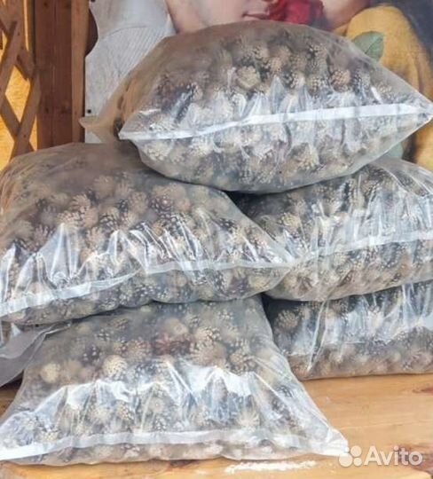 Сосновые шишки для мульчирования