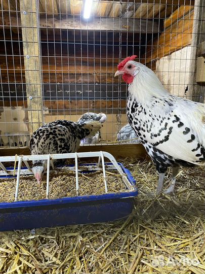 Яйцо гамбургских кур