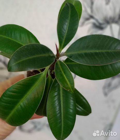 Фикус Мелани