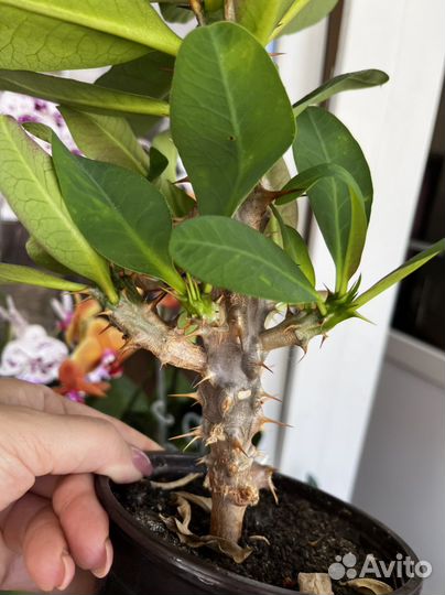 Молочай Миля