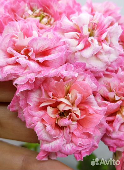 Пеларгония RushmoorAvon