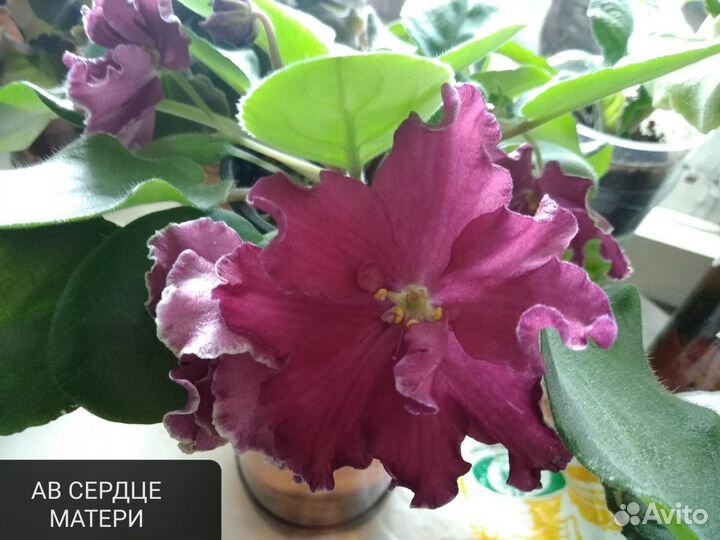 Фиалки, лист с детками