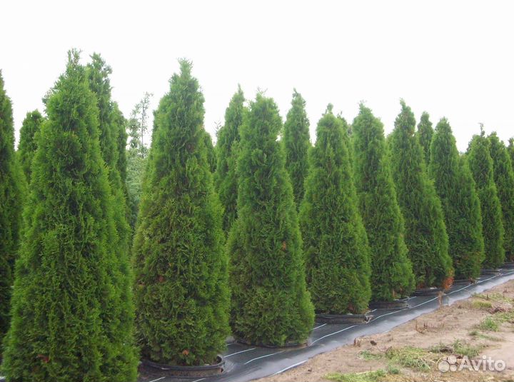 Туя западная