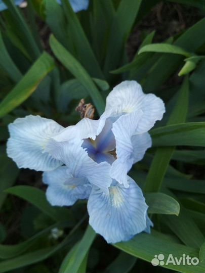 Карликовый ирис