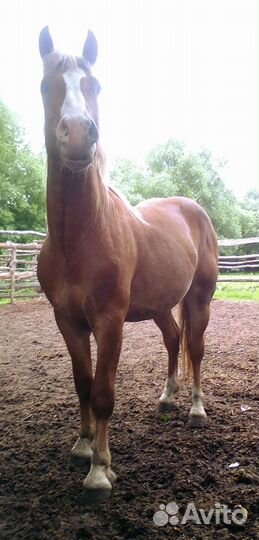 Советский тяжеловоз