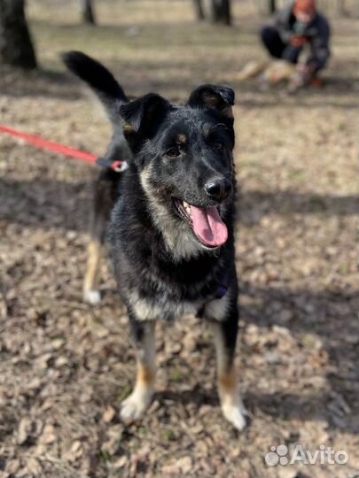 Восточноевропейская овчарка метис