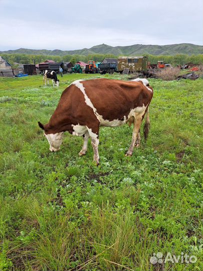 Коровы и бык