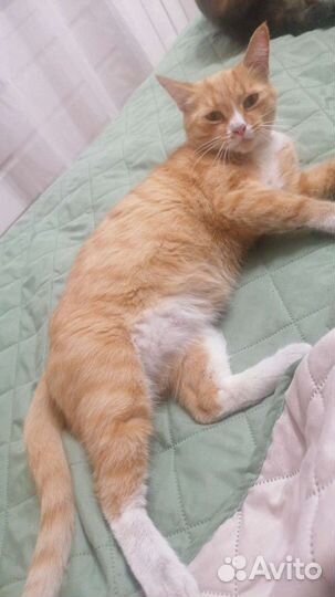 Кошка Ватрушка