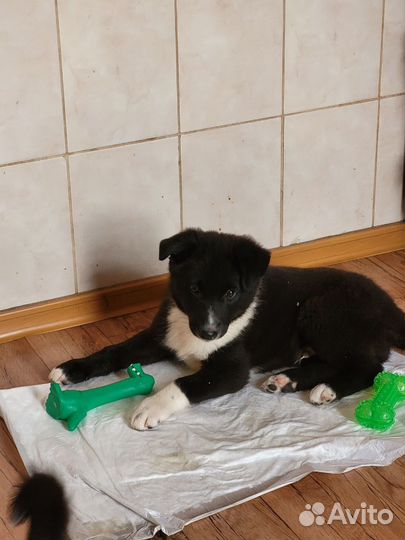 Щенок Чеддер в добрые руки