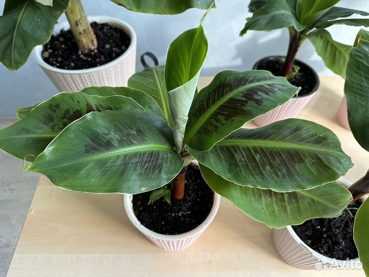 Банан Киевский карлик (суперкарлик)