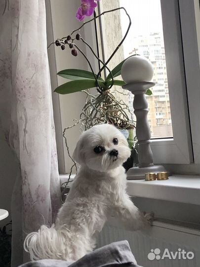 Не продажа Мальтийская болонка кобель для вязки