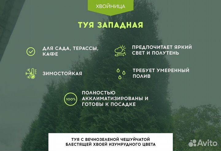 Туи Брабант