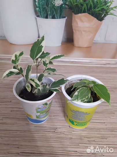 Фикус бенджамина