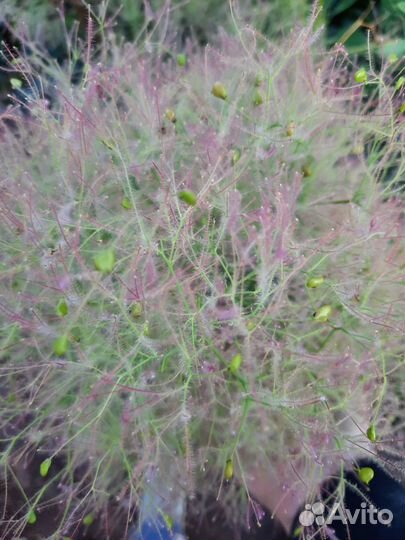 Скумпия кодевенная Леди Голд Golden Lady