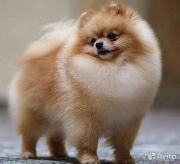 Собачья шерсть шпица