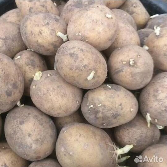 Семенной картофель