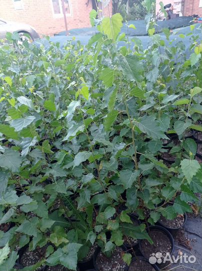 Саженцы березы