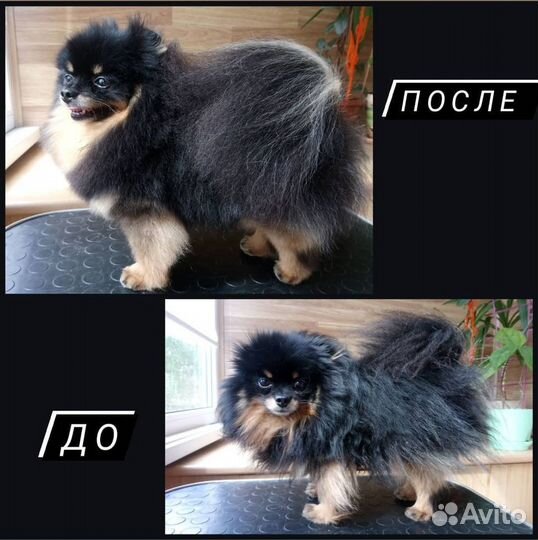 Груминг (стрижка) породы шпиц