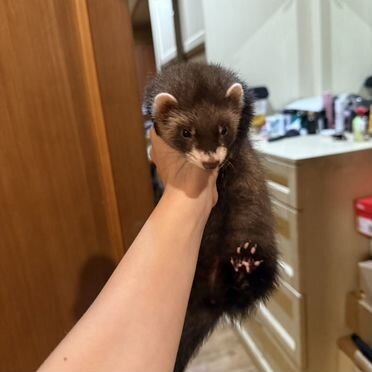 Домашний хорек маленький