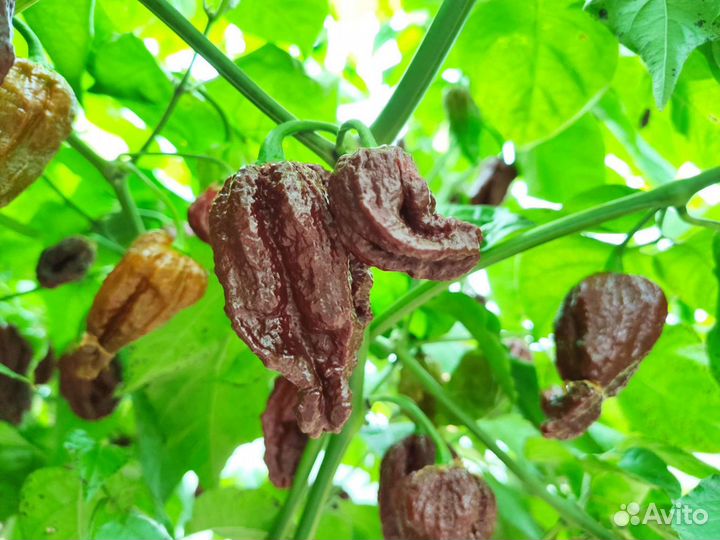 Семена острых и сверхострых перцев