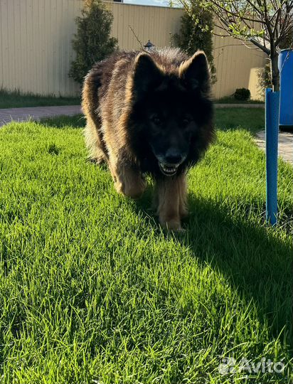 Кобель немецкой овчарки для вязки
