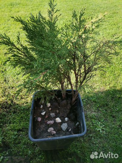 Можжевельник