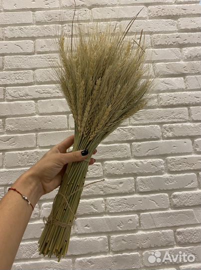 Пшеница сухоцвет натуральная
