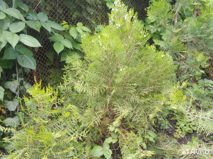 Саженцы туи