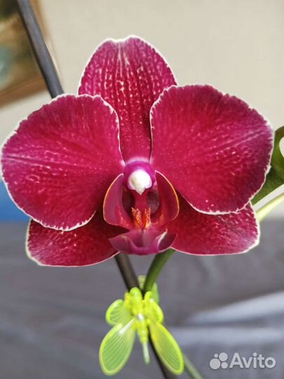 Орхидея фаленопсис сортовая