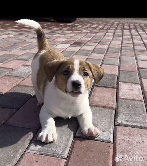 Джек рассел терьер