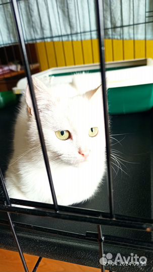 Кошка в дар бесплатно