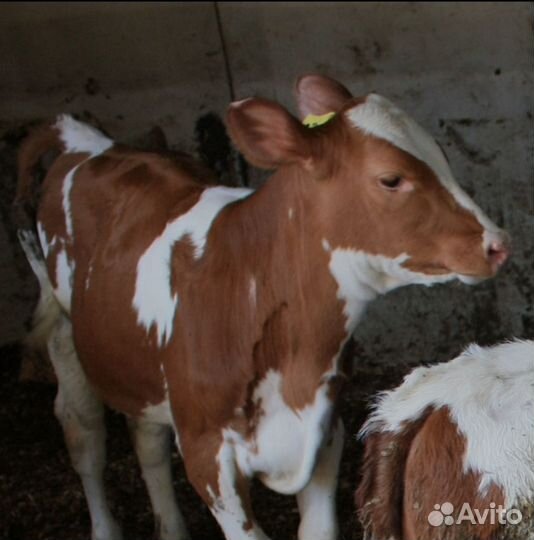 Телята, быки, корова