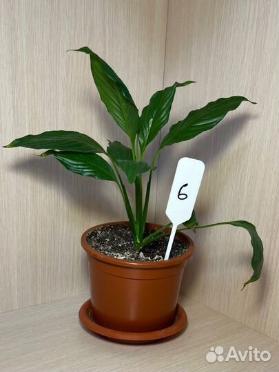 Цветок женское счастье