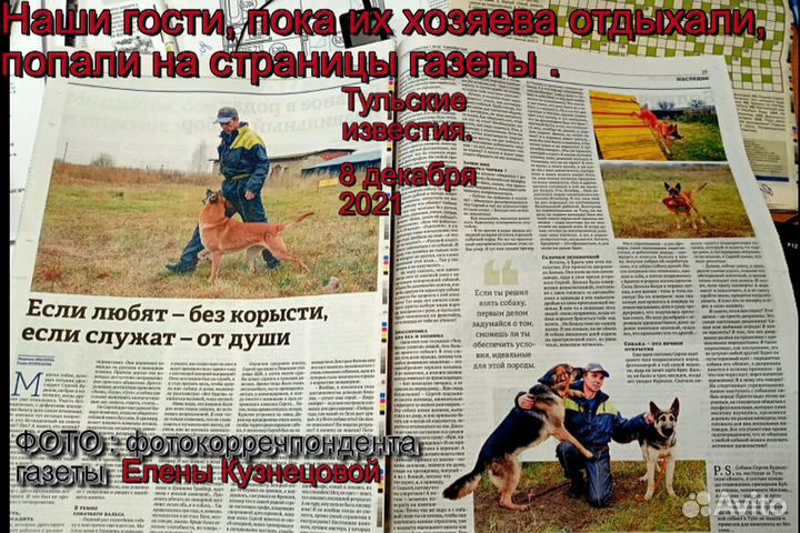 Дрессировка и передержка собак