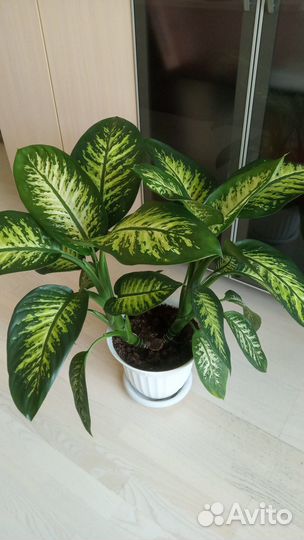 Комнатные растения большие